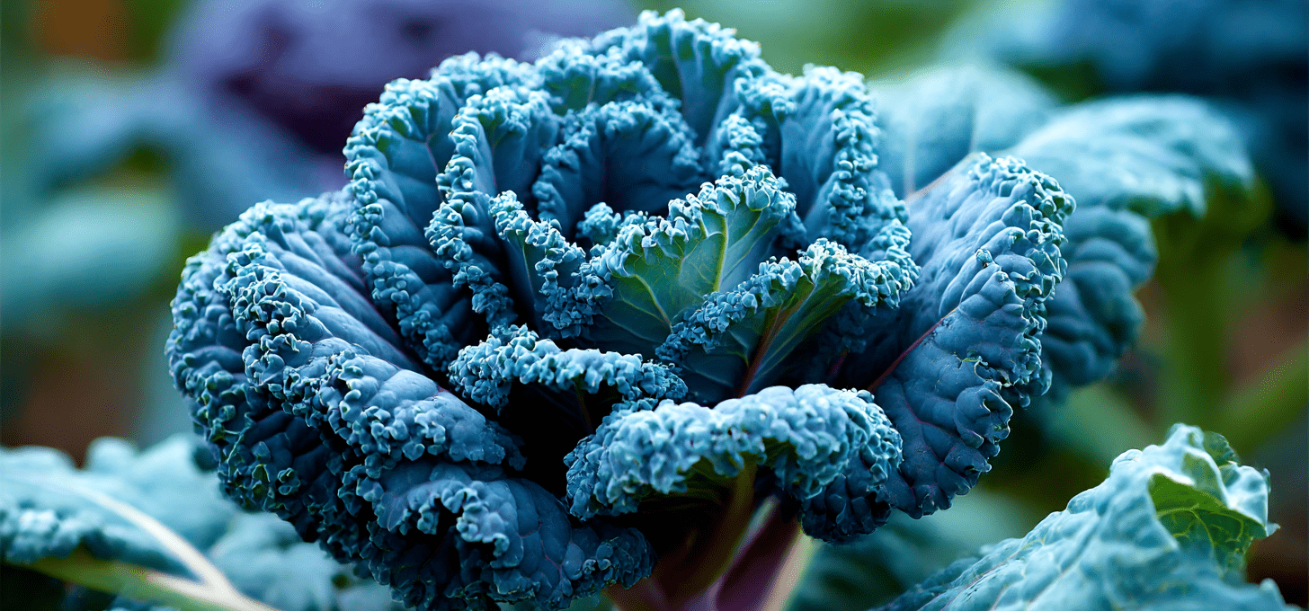 Blue Curled Vates: The Compact, Uniform, Cold-Hardy Kale for Winter Production