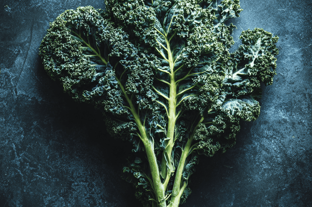 Green Curled Scotch: The Classic Heirloom Kale of Northern Climates