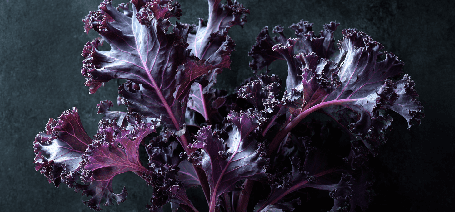 Redbor is kale with presence: visually bold, culinarily versatile, and winter-enhanced in both flavor and color.