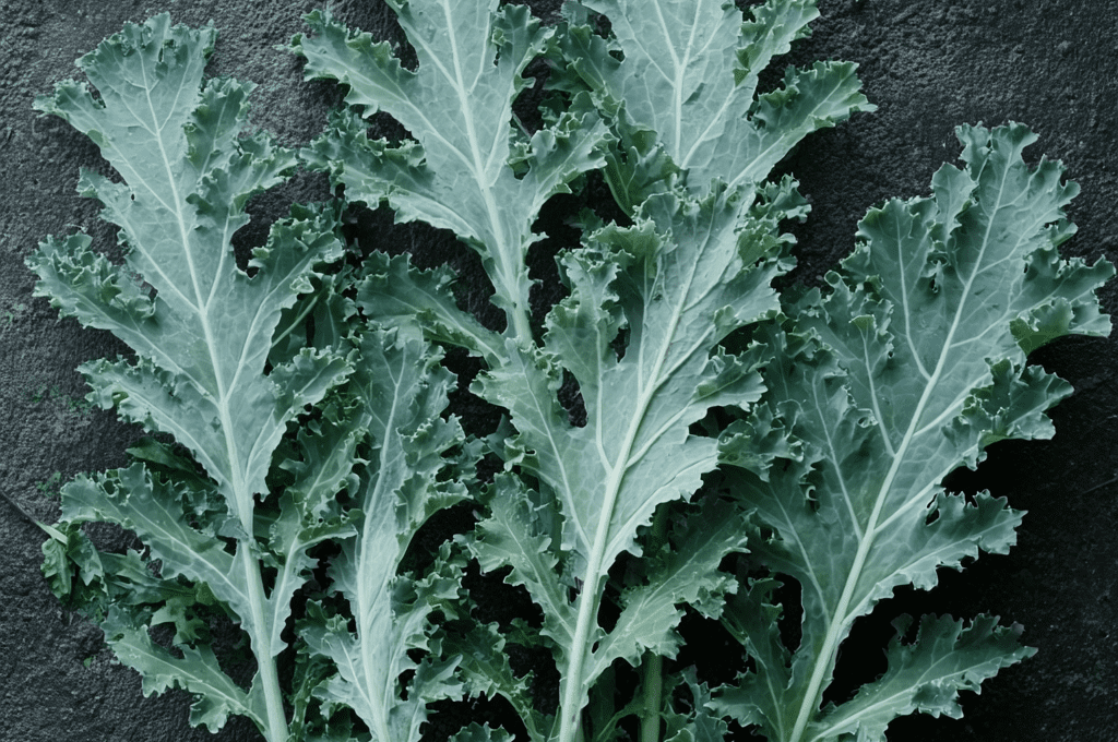 White Russian: The Frost-Sweet, Pale-Stemmed Winter Kale of the Pacific Northwest