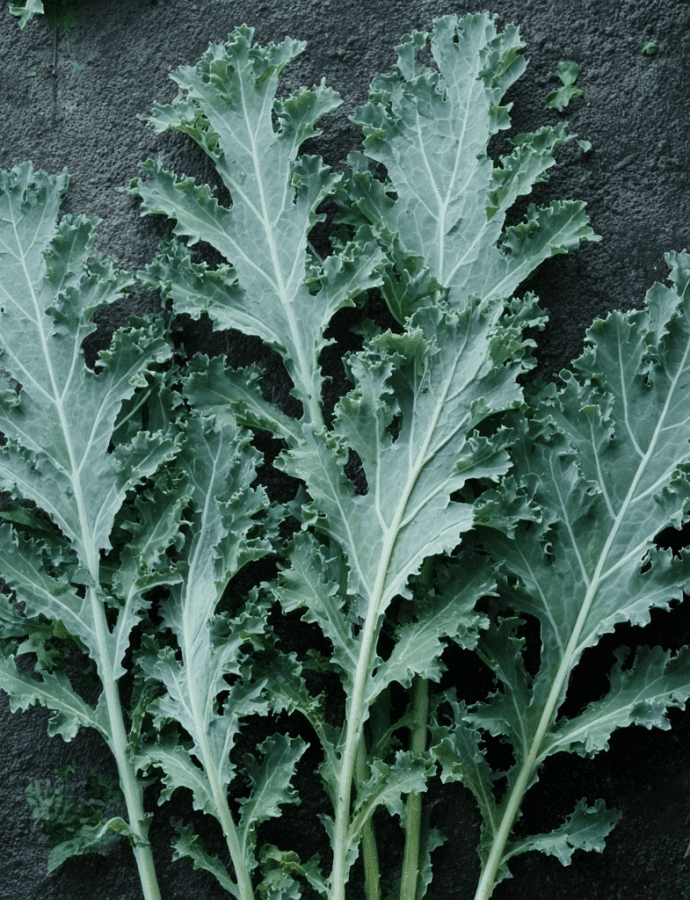 White Russian: The Frost-Sweet, Pale-Stemmed Winter Kale of the Pacific Northwest