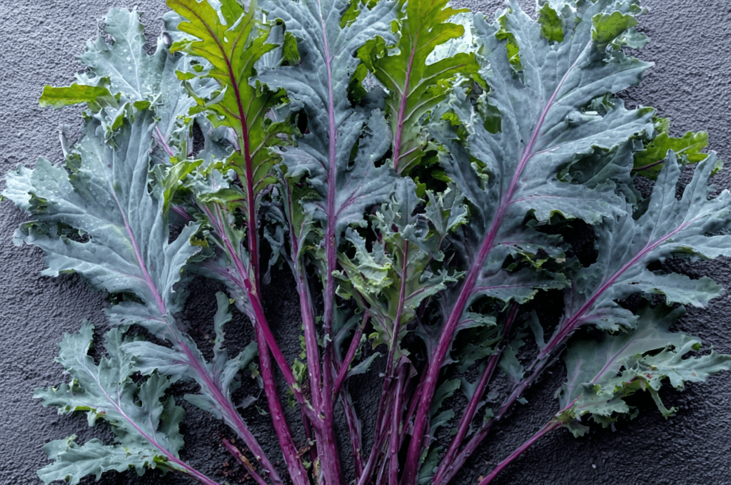 Red Russian: The Tender, Sweet, Oakleaf Kale of Winter