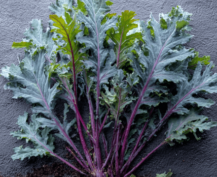 Red Russian: The Tender, Sweet, Oakleaf Kale of Winter