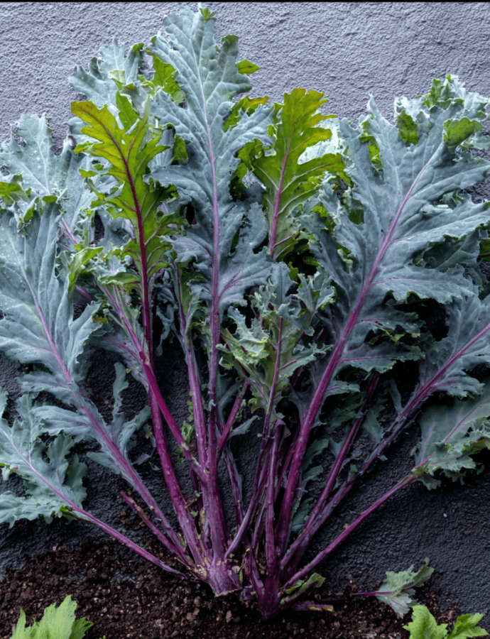 Red Russian: The Tender, Sweet, Oakleaf Kale of Winter