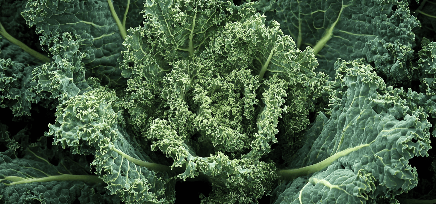 Westland Winter: The Heritage Cold-Hardy Kale Built for Deep Maritime Winters