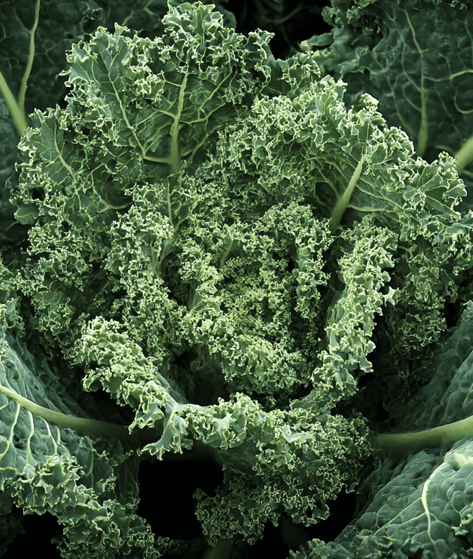 Westland Winter: The Heritage Cold-Hardy Kale Built for Deep Maritime Winters