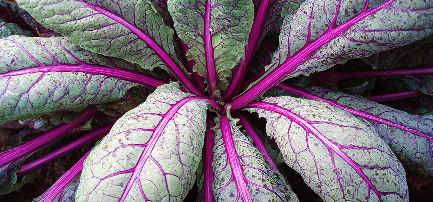 Dazzling Blue: Pink-Ribbed Lacinato for Chefs & Market Gardens