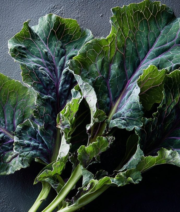 Ursa Kale: The Modern Winter Kale Bred for Sweetness, Tenderness, and Reliability