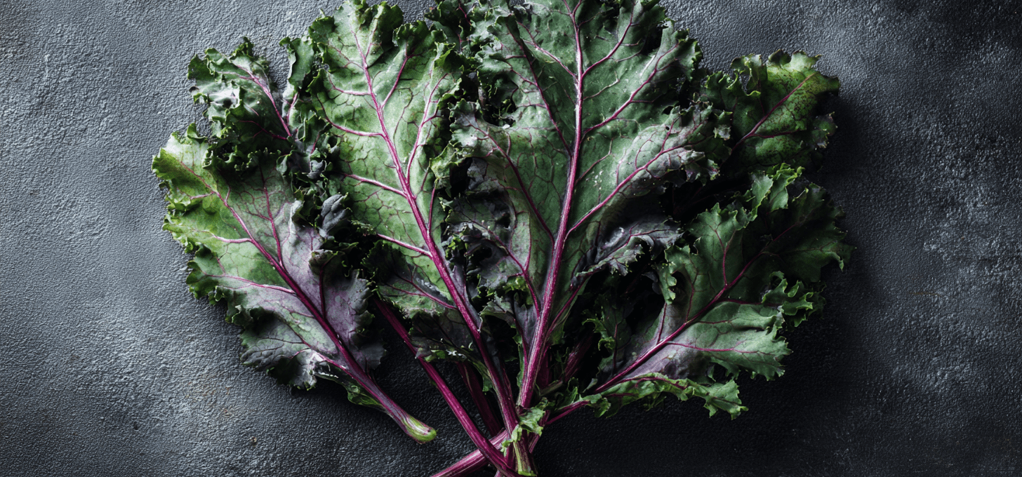 Ragged Jack Kale: The Ornamental, Sweet, and Resilient Heirloom of Winter Gardens
