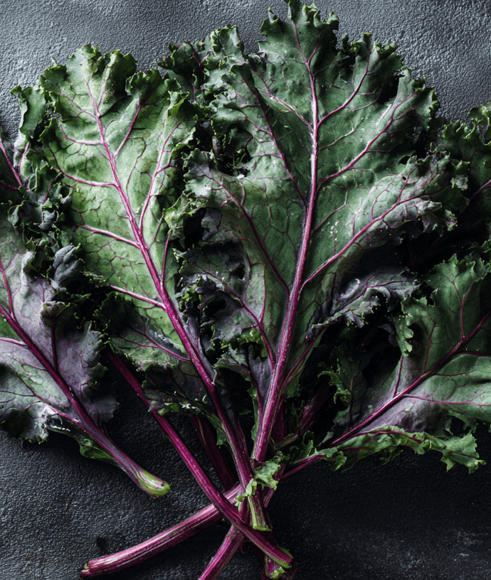 Ragged Jack Kale: The Ornamental, Sweet, and Resilient Heirloom of Winter Gardens