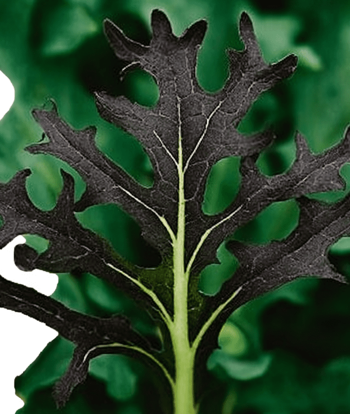 KX-1 Baby Kale is a Tender Culinary Choice